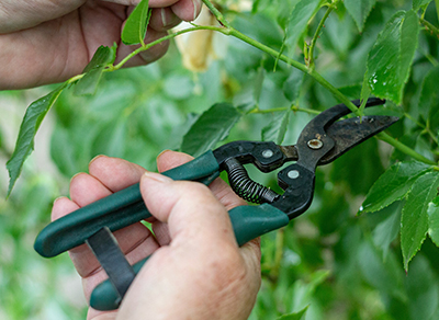 Westland tree trimming