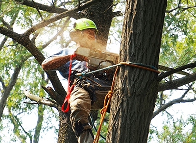 Tree removal services in Westland MI
